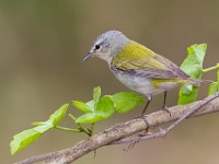 A2Z3653c  Tennessee Warbler (Oreothlypis peregrina) - male